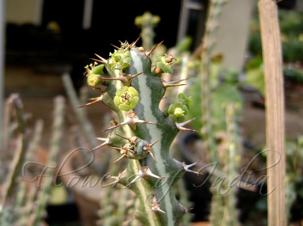 Striped Green Spurge